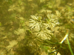 Batrachium