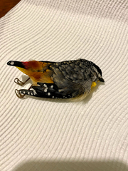 Pardalotus punctatus