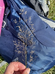 Agrostis capillaris
