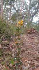 Podolobium ilicifolium