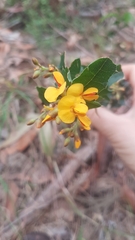 Podolobium ilicifolium