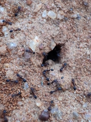 Monomorium salomonis