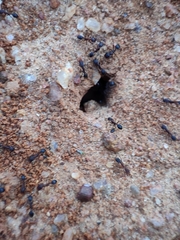 Monomorium salomonis