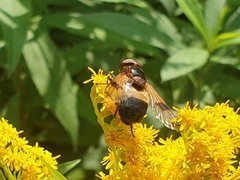 Volucella pellucens