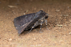 Hypersypnoides submarginata