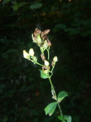 Hypericum hirsutum