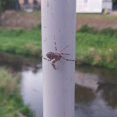 Larinioides sclopetarius