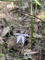 Caladenia saccharata
