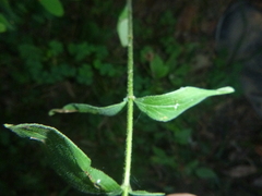 Hypericum hirsutum