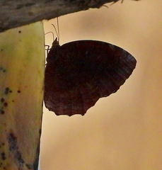 Elymnias hypermnestra