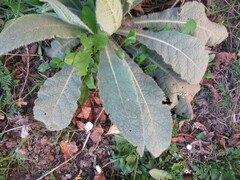 Verbascum thapsus
