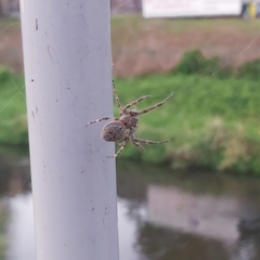 Larinioides sclopetarius