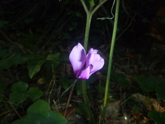 Cyclamen purpurascens
