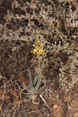 Bulbine