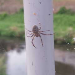 Larinioides sclopetarius
