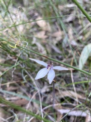 Caladenia saccharata