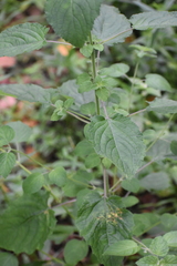 Mesosphaerum suaveolens