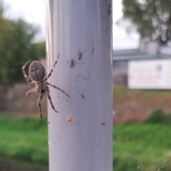 Larinioides sclopetarius