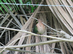 Chalcophaps longirostris