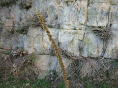 Verbascum thapsus