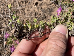 Drosanthemum intermedium