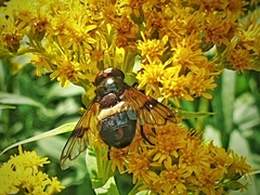 Volucella pellucens
