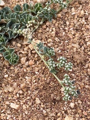 Telephium imperati