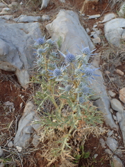 Eryngium amethystinum
