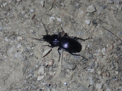 Pterostichus