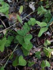 Oxalis acetosella
