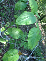 Matelea carolinensis