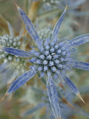 Eryngium amethystinum