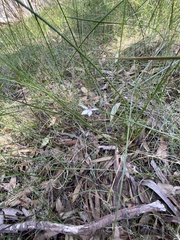 Caladenia saccharata