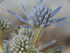 Eryngium amethystinum
