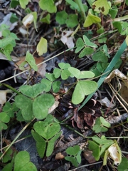 Oxalis acetosella