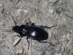 Pterostichus