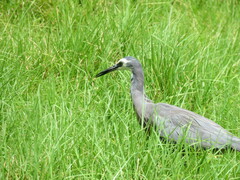 Egretta novaehollandiae