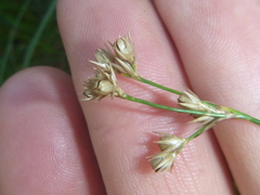 Juncus compressus