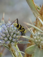Chlorophorus varius