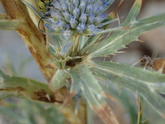 Eryngium amethystinum