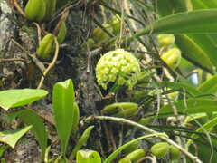 Hoya