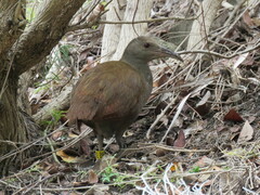 Gallirallus sylvestris
