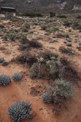 Aloidendron dichotomum