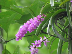 Aerides rosea