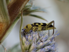 Chlorophorus varius
