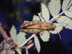 Calliptamus italicus