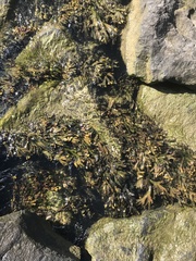 Fucus vesiculosus