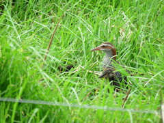 Gallirallus philippensis
