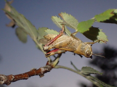 Calliptamus italicus