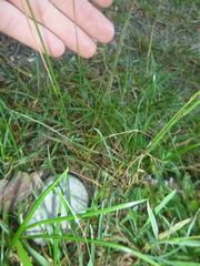 Juncus compressus